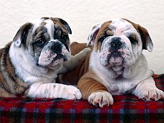 Bulldogs Buddies